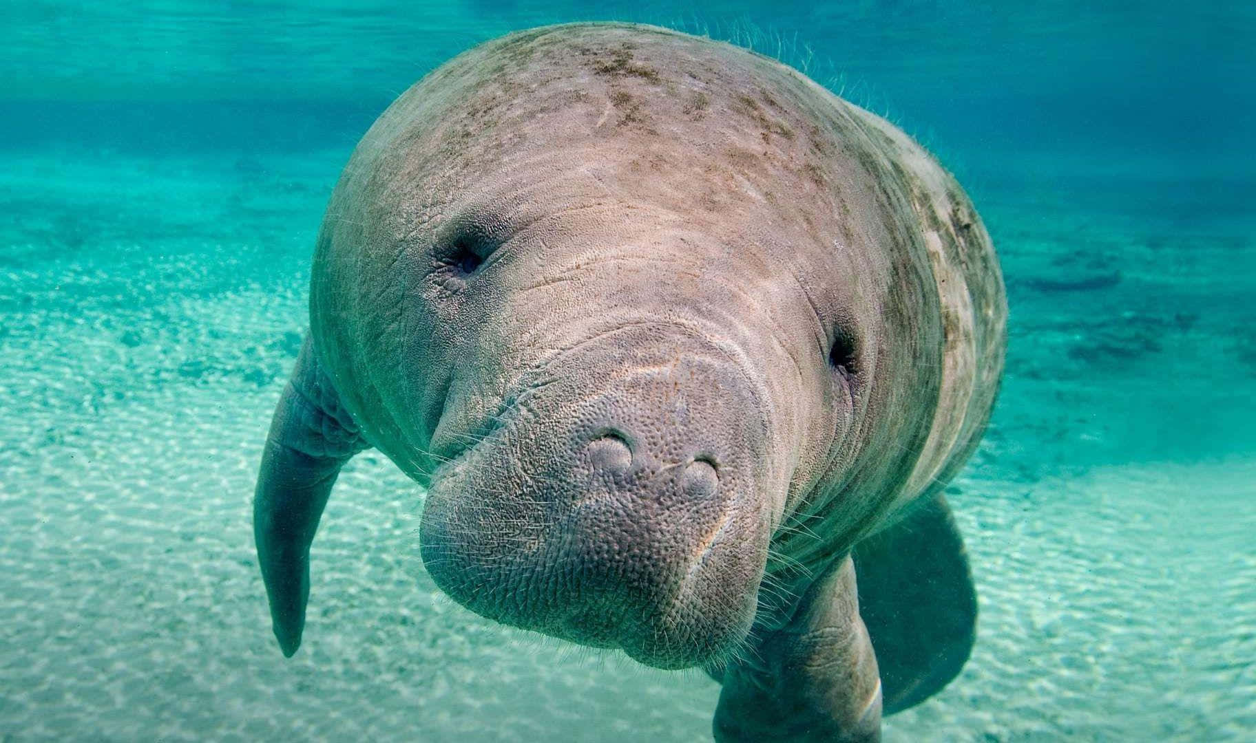 Manatee Swimming Crystal Clear Water.jpg Wallpaper