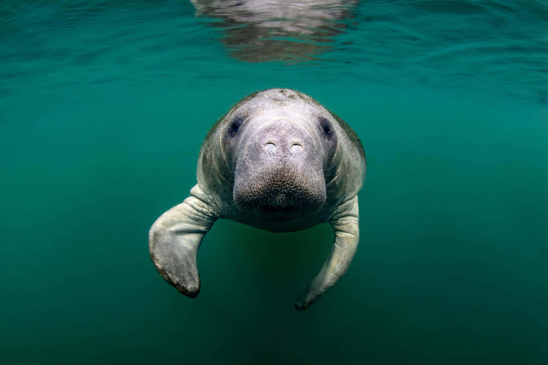 Manatee Swimming Crystal Clear Water.jpg Wallpaper