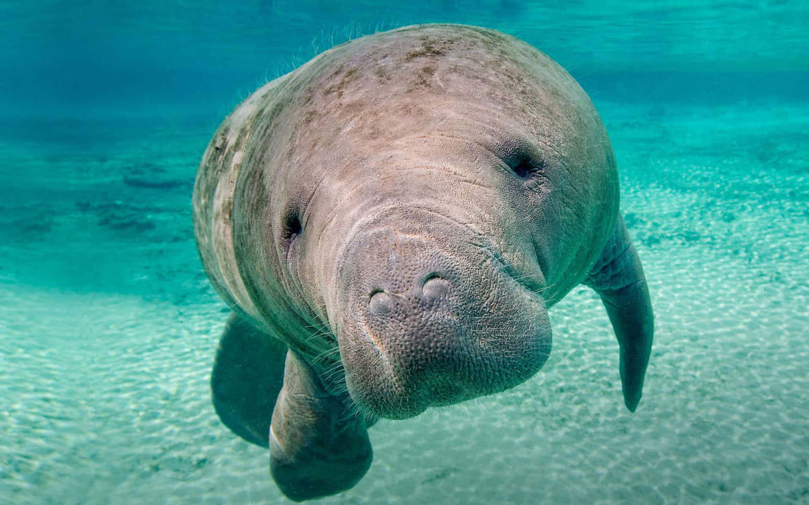 Manatee Swimming Crystal Clear Water.jpg Wallpaper