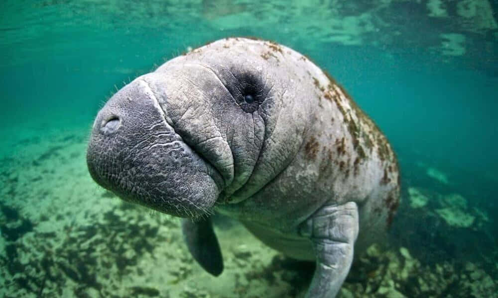 Manatee Swimming Crystal Clear Water.jpg Wallpaper