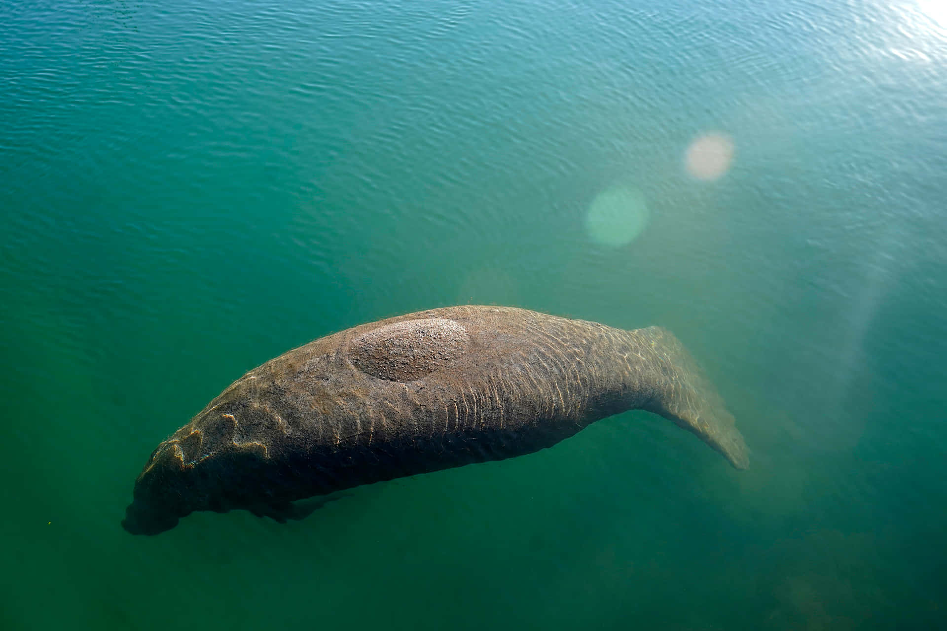 Manatee Swimming Crystal Clear Water Wallpaper