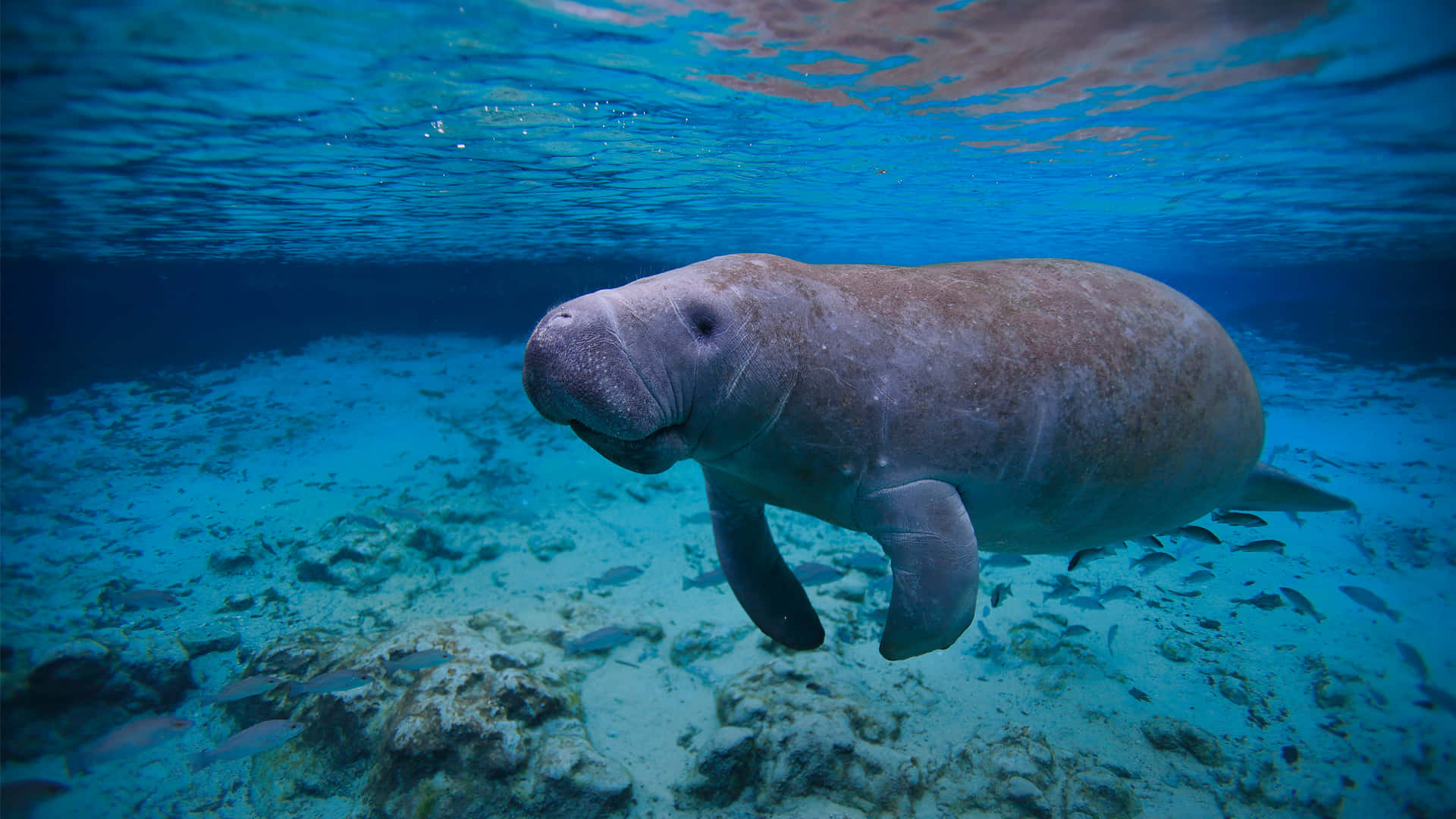 Manatee Swimming Underwater Wallpaper