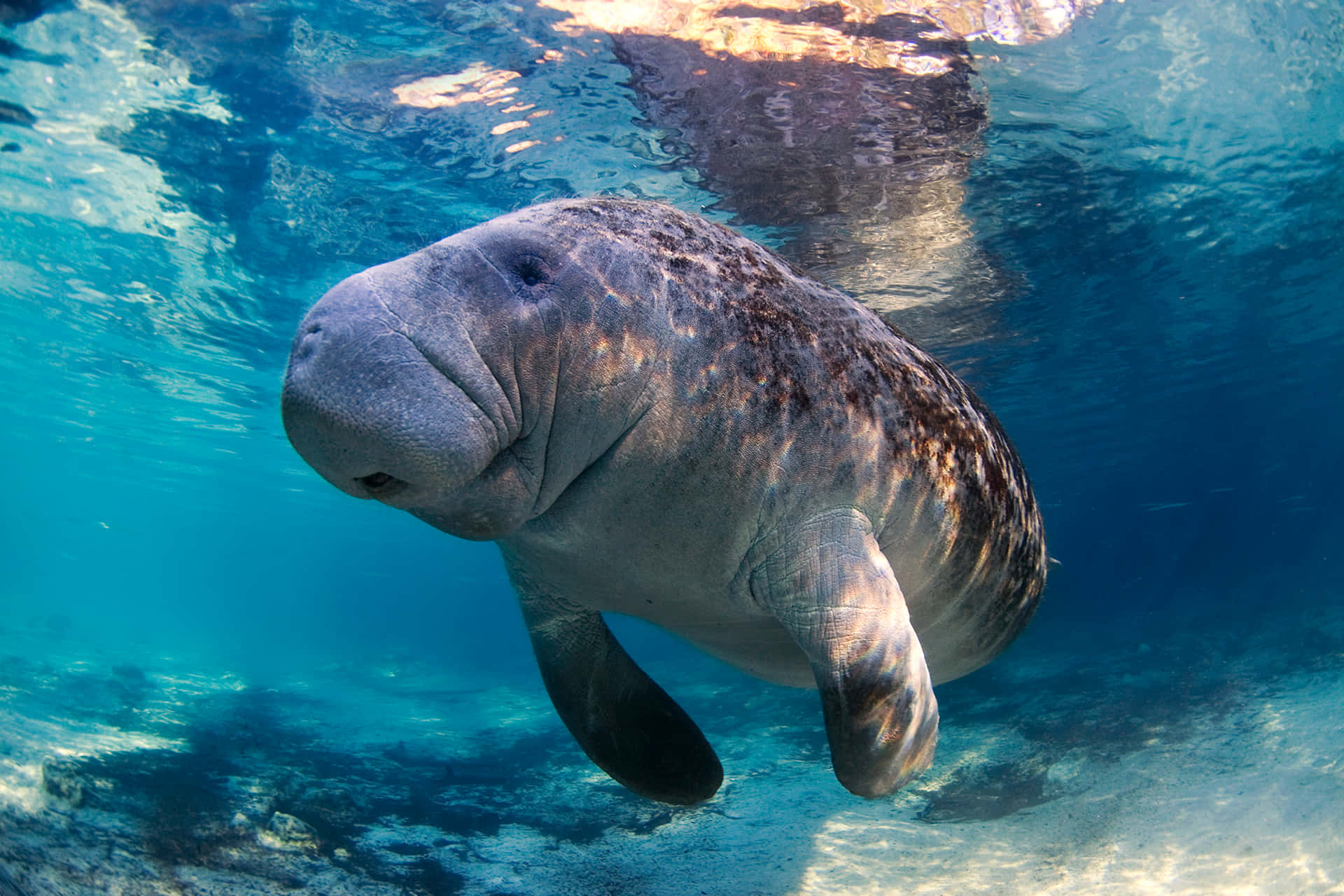 Manatee Swimming Underwater Wallpaper