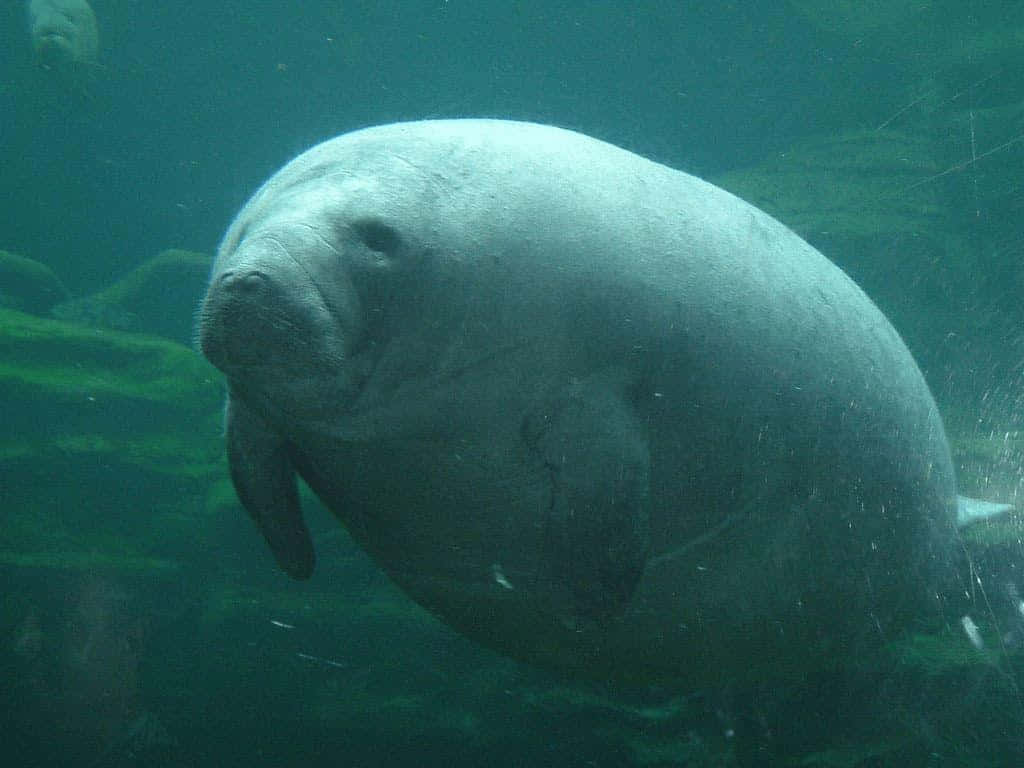 Manatee Swimming Underwater.jpg Wallpaper