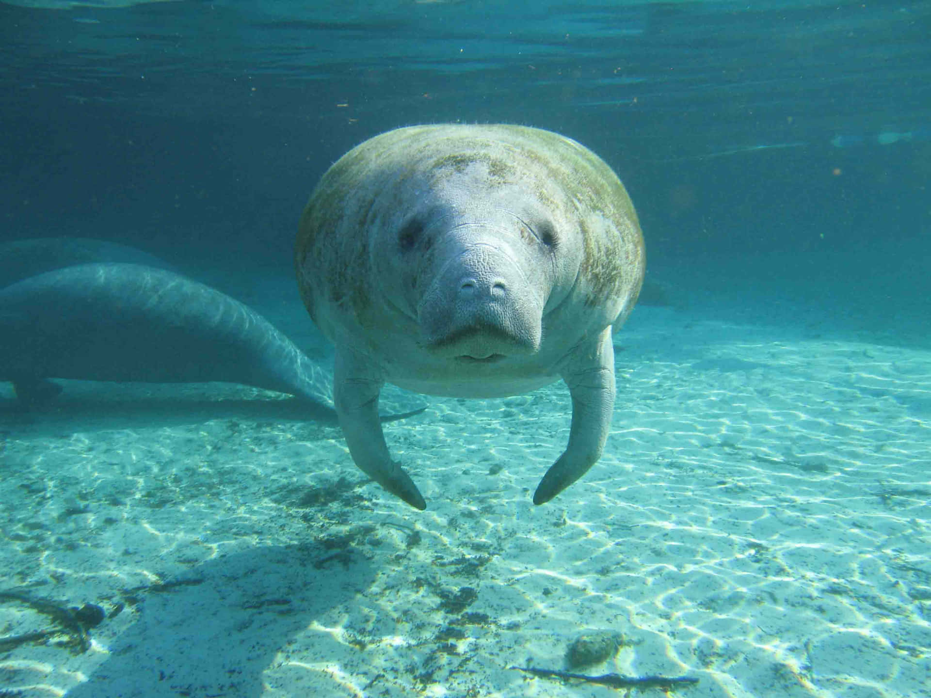 Manatee Swimming Underwater.jpg Wallpaper