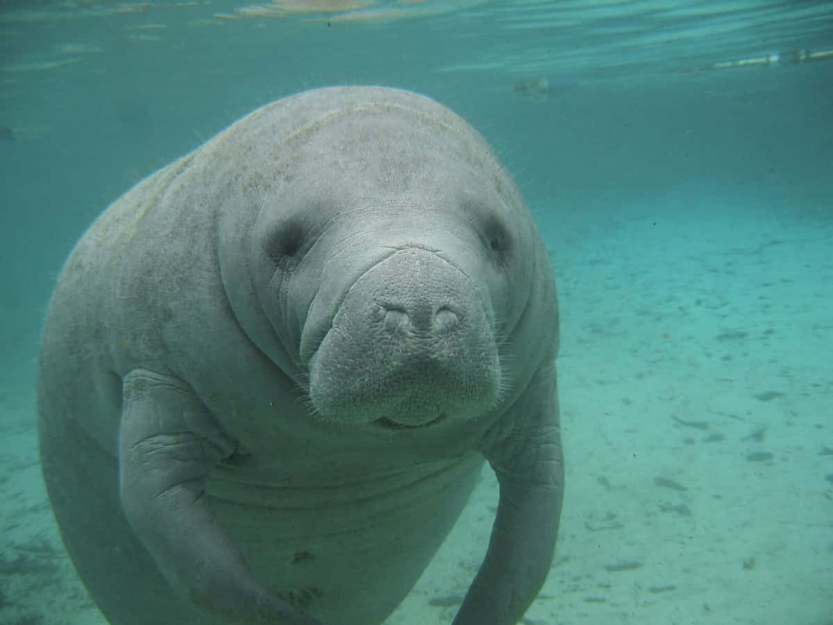 Manatee Swimming Underwater.jpg Wallpaper