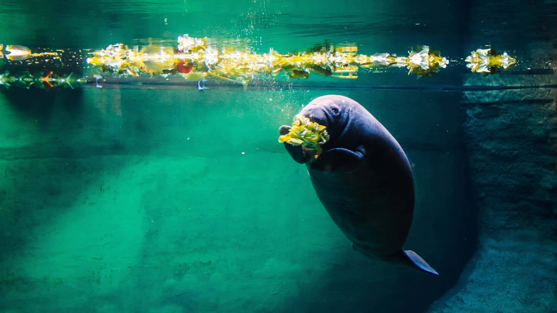 Manatee Underwater Graceful Swim.jpg Wallpaper