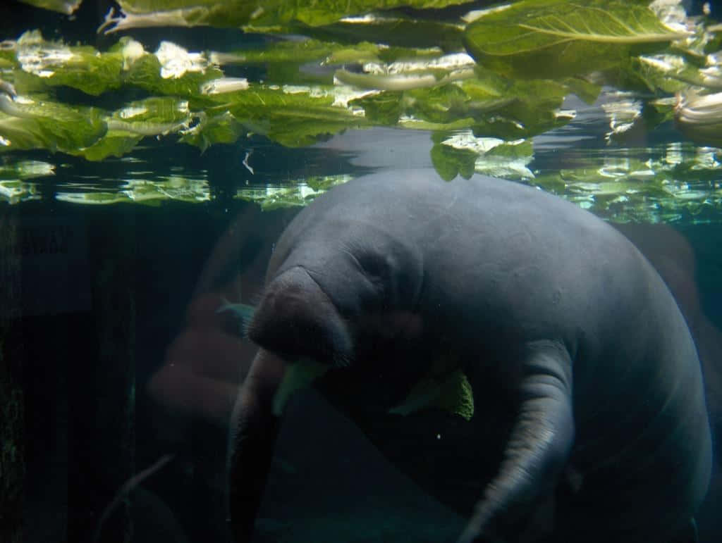 Manatee_ Underwater_ Grazing.jpg Wallpaper