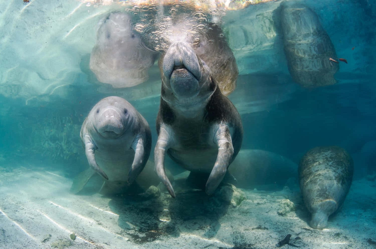 Manatees_ Gathering_ Underwater_ Scene Wallpaper