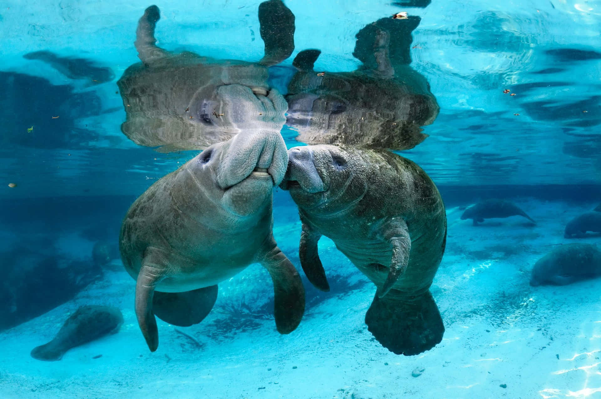 Manatees_ Gentle_ Aquatic_ Dance.jpg Wallpaper