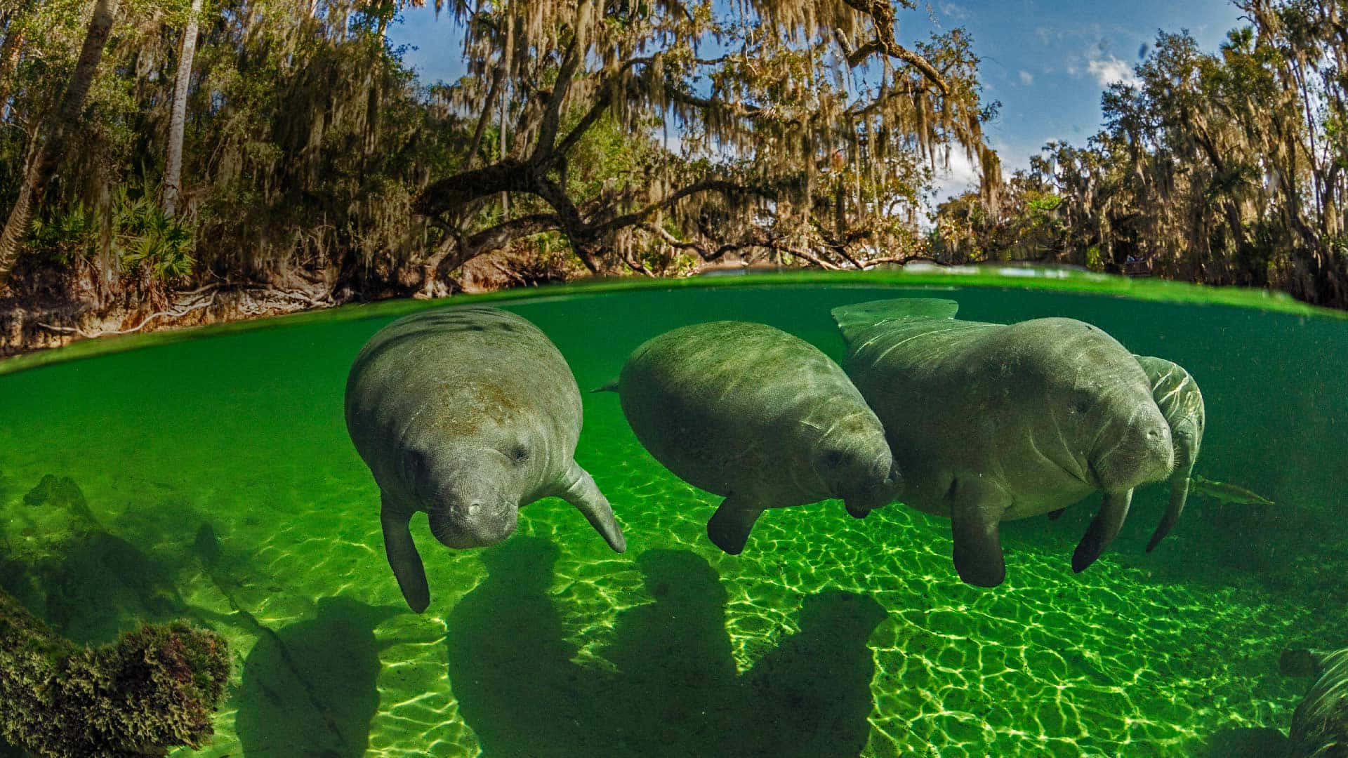 Manatees Swimming Crystal Clear Water Wallpaper