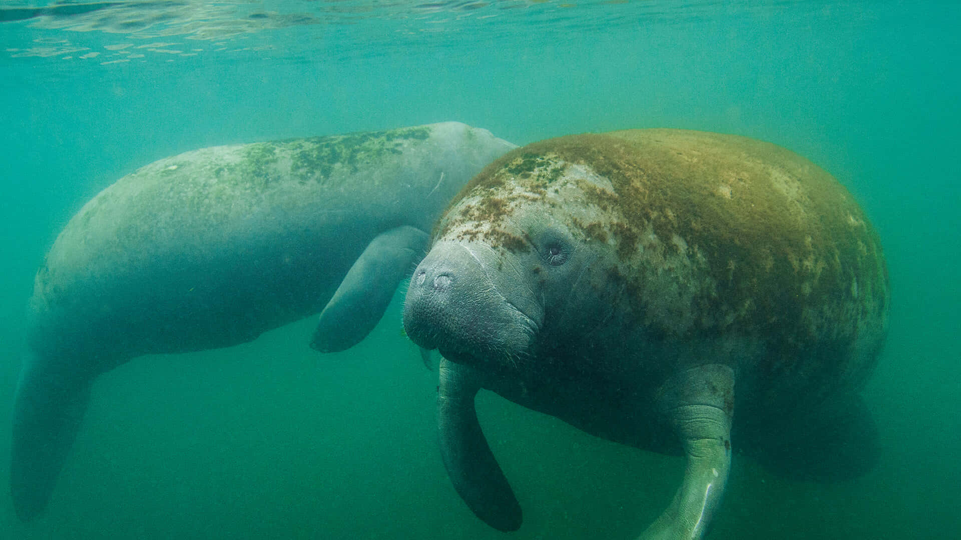 Manatees Swimming Underwater Wallpaper