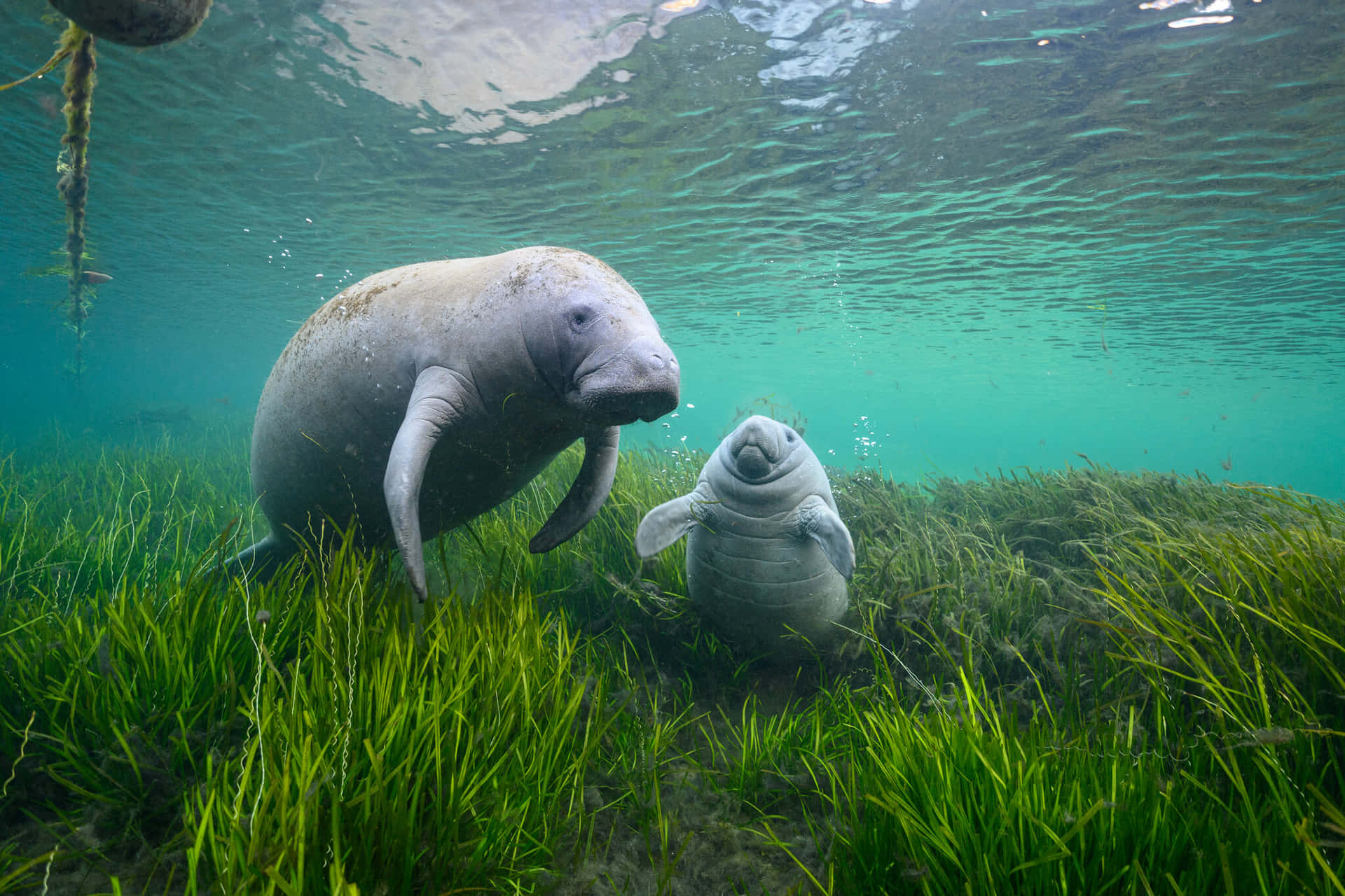 Manateesin Crystal Clear Water Wallpaper