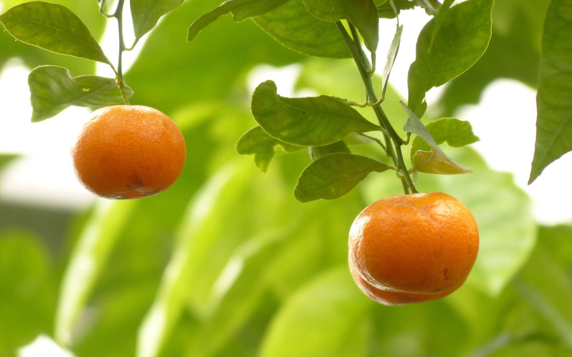 Mandarin Citrus Fruit Hanging On Tree Wallpaper