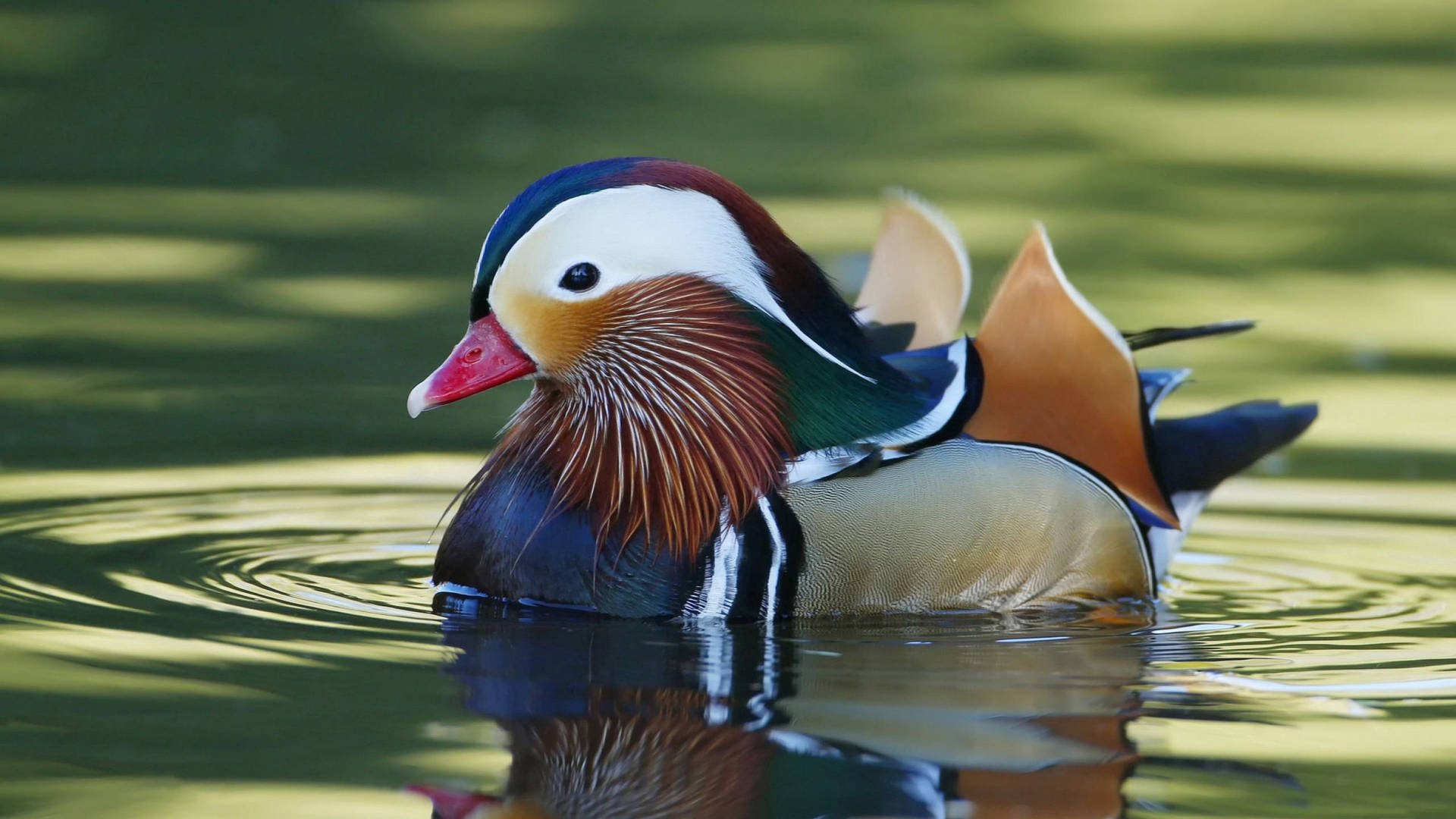 Mandarin Duck In Water Wallpaper