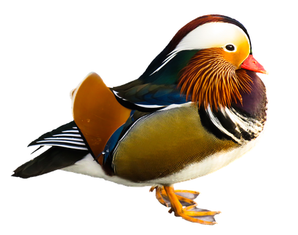 Mandarin Duck Portrait PNG