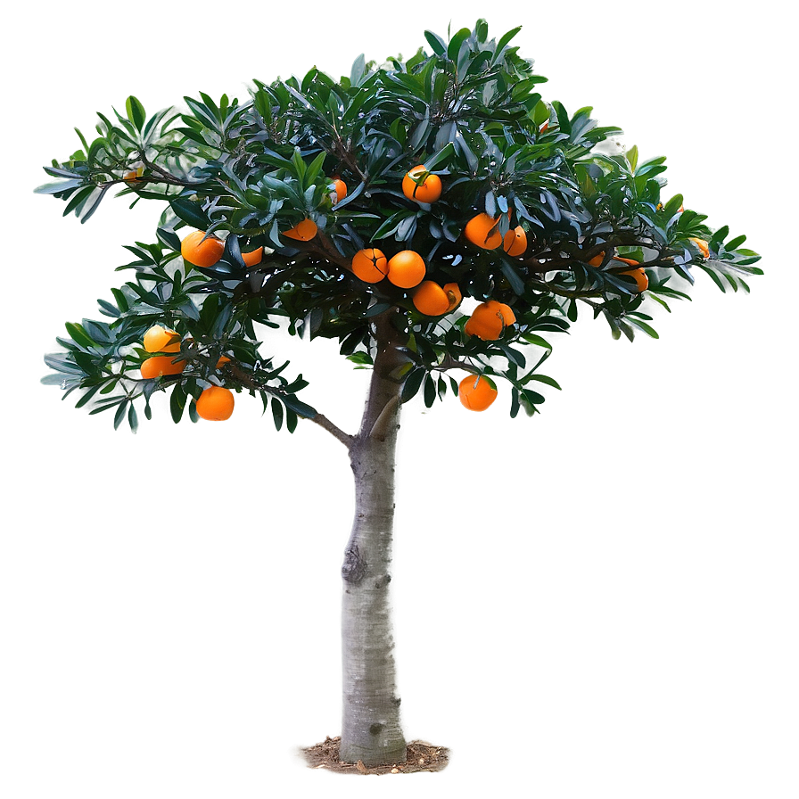 Mandarin Tree Png 06242024 PNG