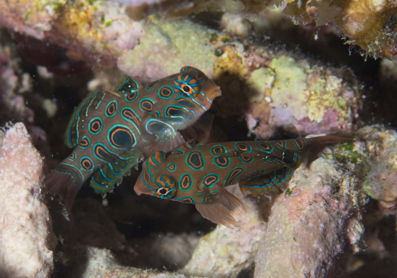 Mandarinfish Pair Underwater Wallpaper