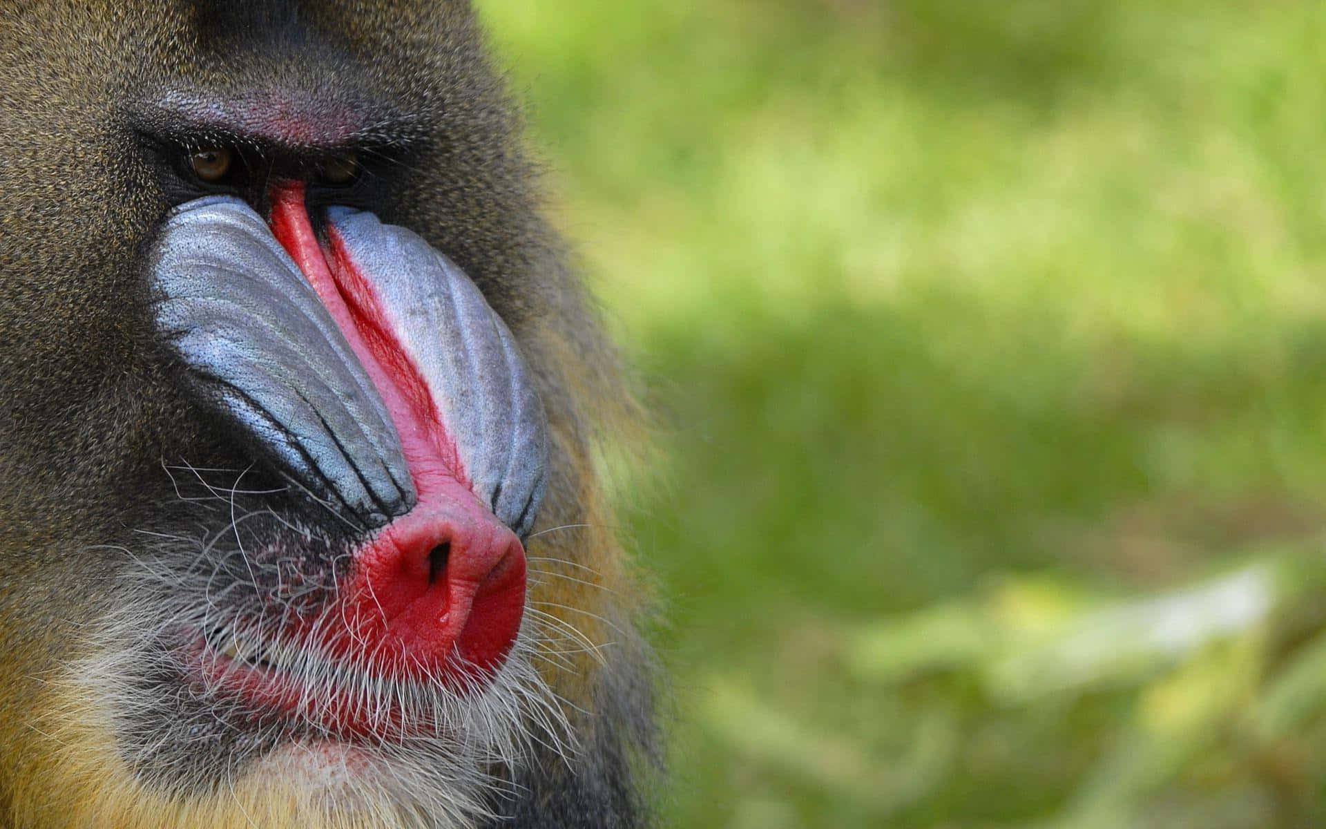 Mandrill Close Up Portrait Wallpaper