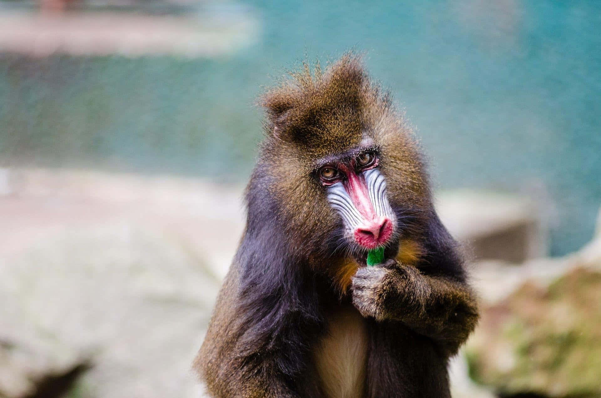 Mandrill Eating Green Treat Wallpaper