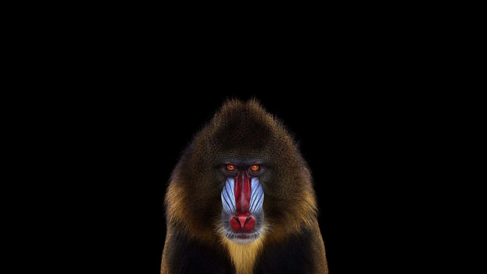 Mandrill Portrait Against Black Background Wallpaper