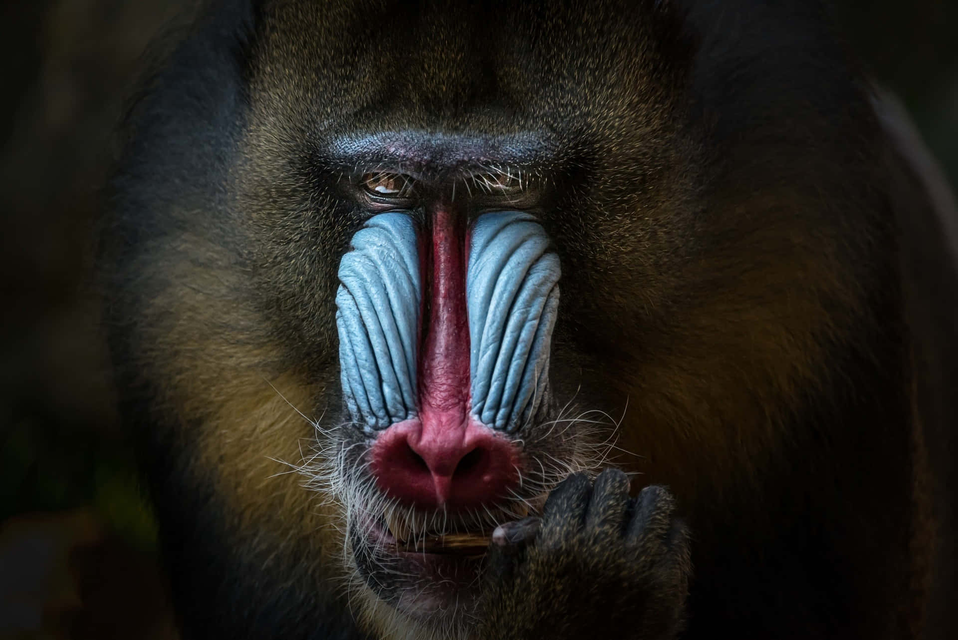 Mandrill Portraitin Contemplation Wallpaper