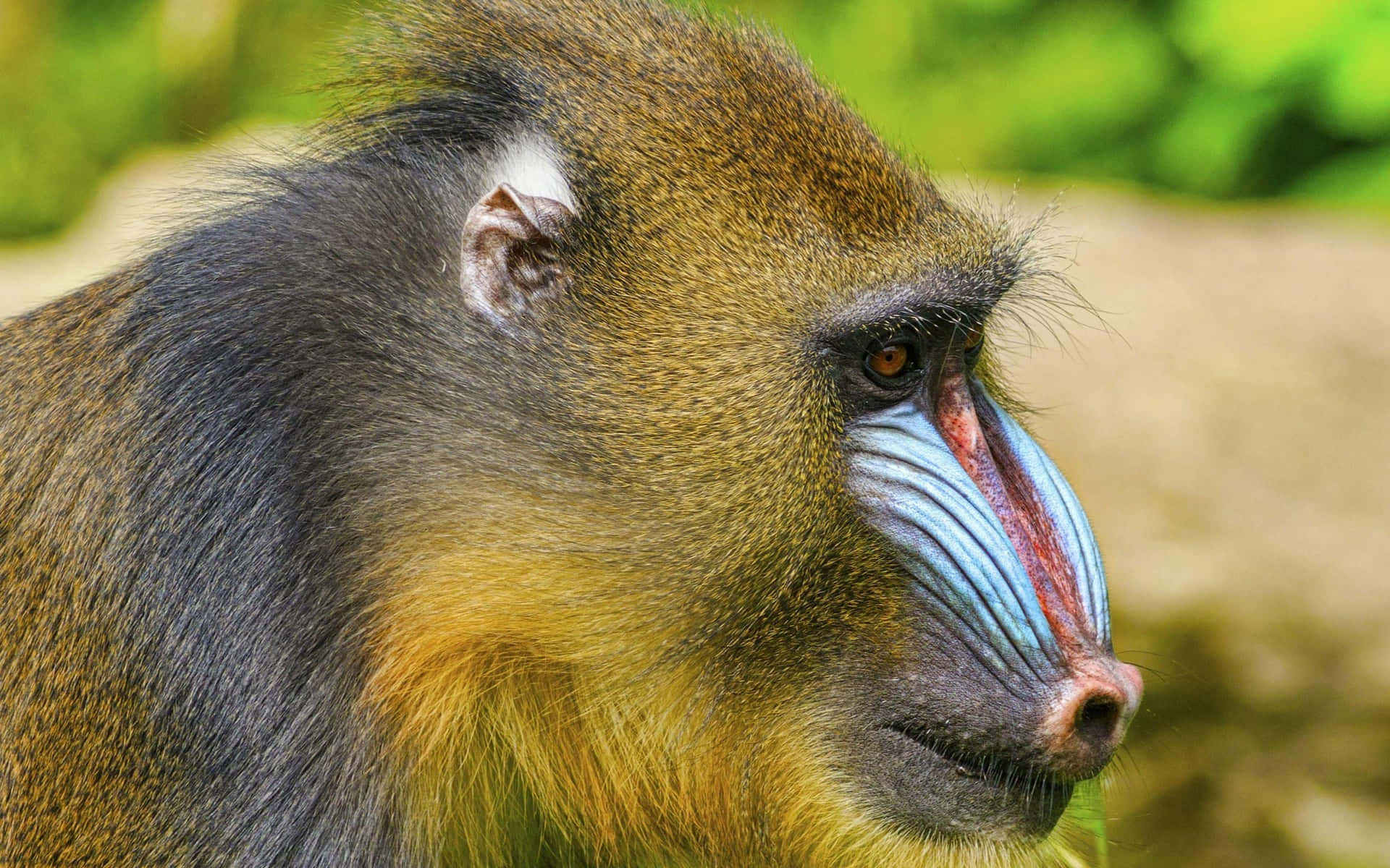 Download Mandrill Portraitin Nature Wallpaper | Wallpapers.com