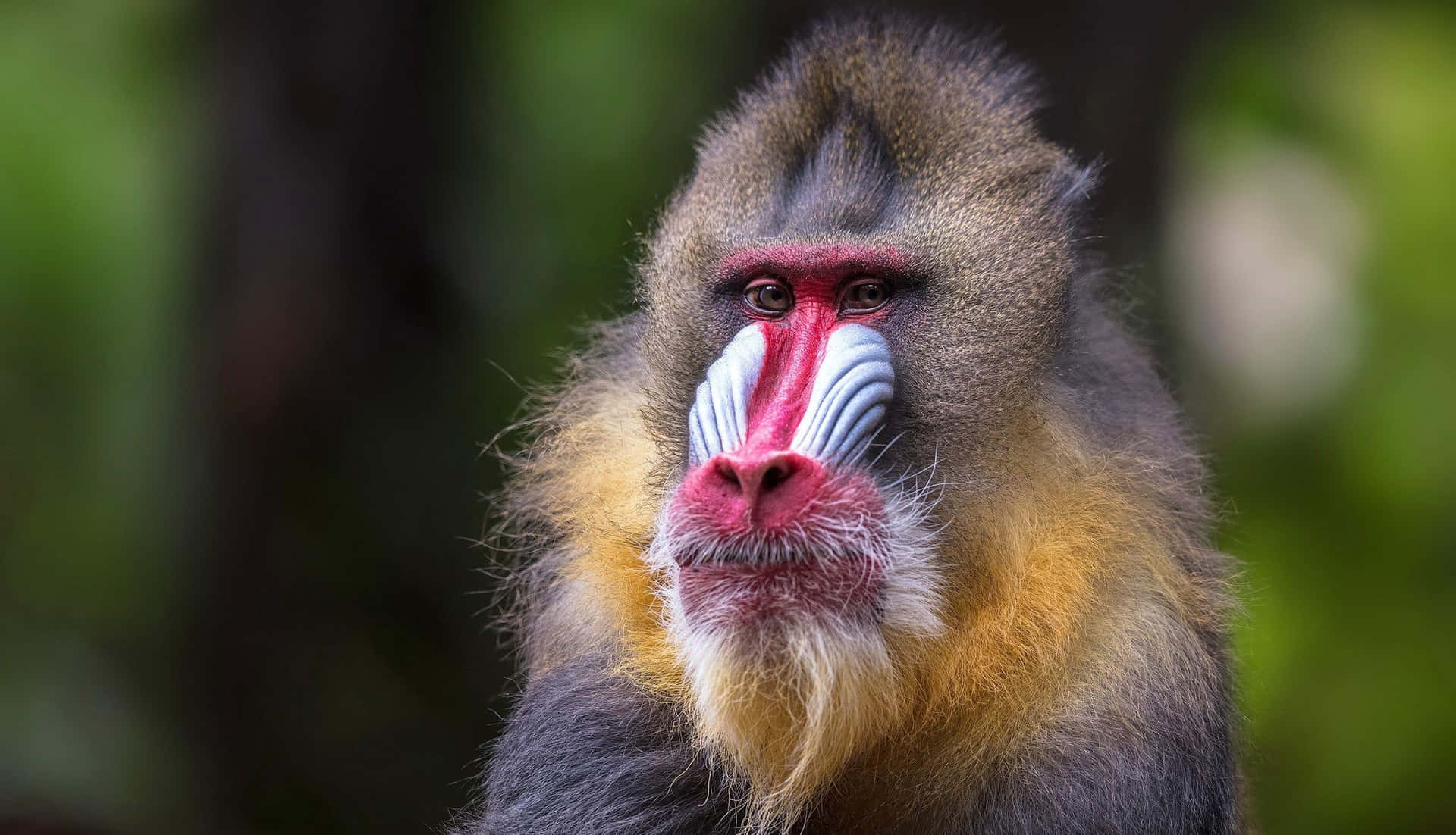 Mandrill Portraitin Nature.jpg Wallpaper