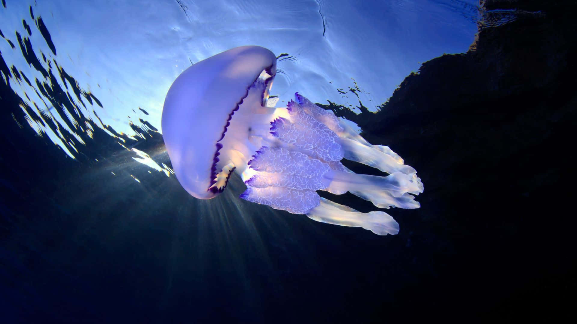 Jellyfishbakgrund.