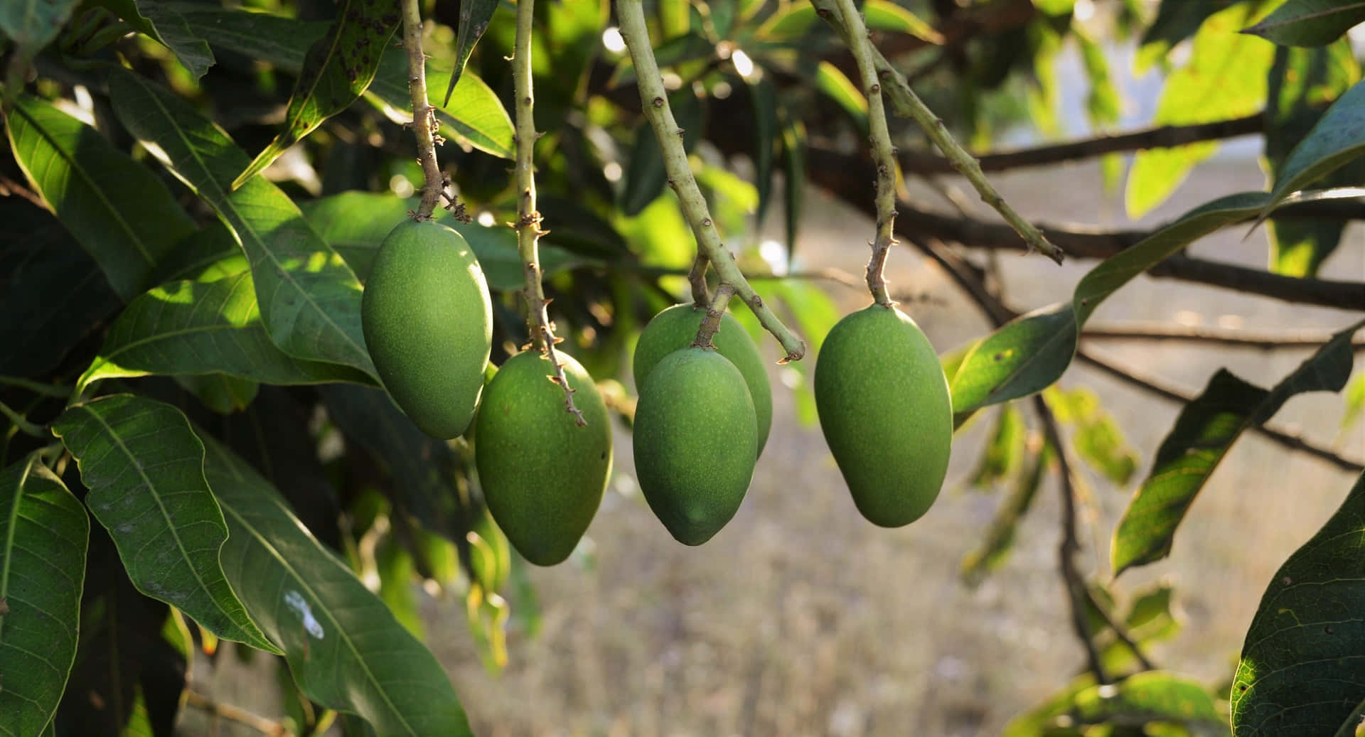 Mangoes Hanging On A Tree