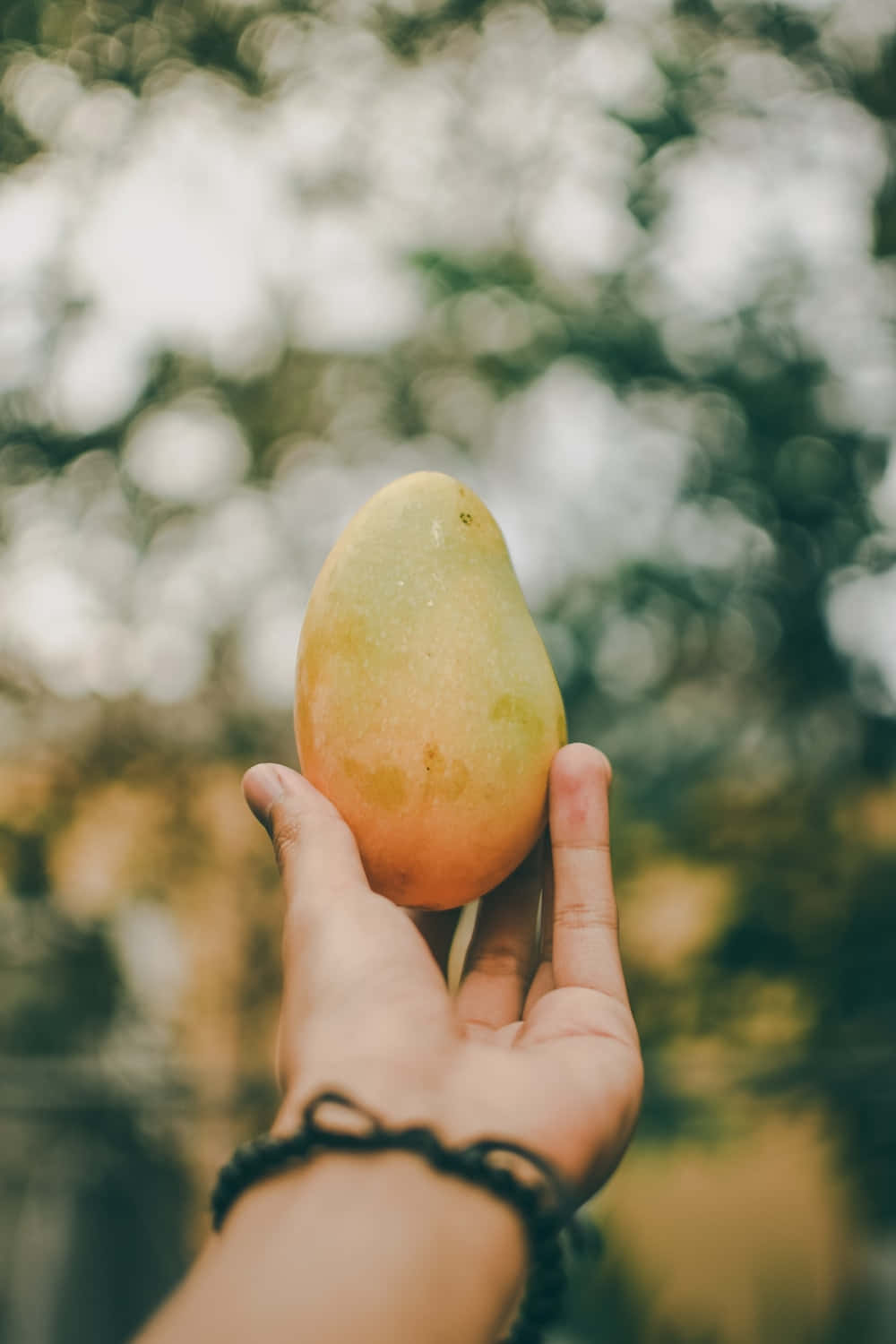 Enperson Som Håller En Mango I Sin Hand