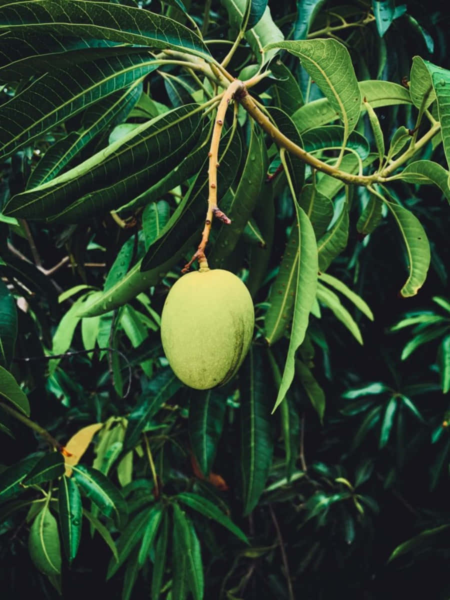 Enjoy the delicious sweetness of a juicy mango