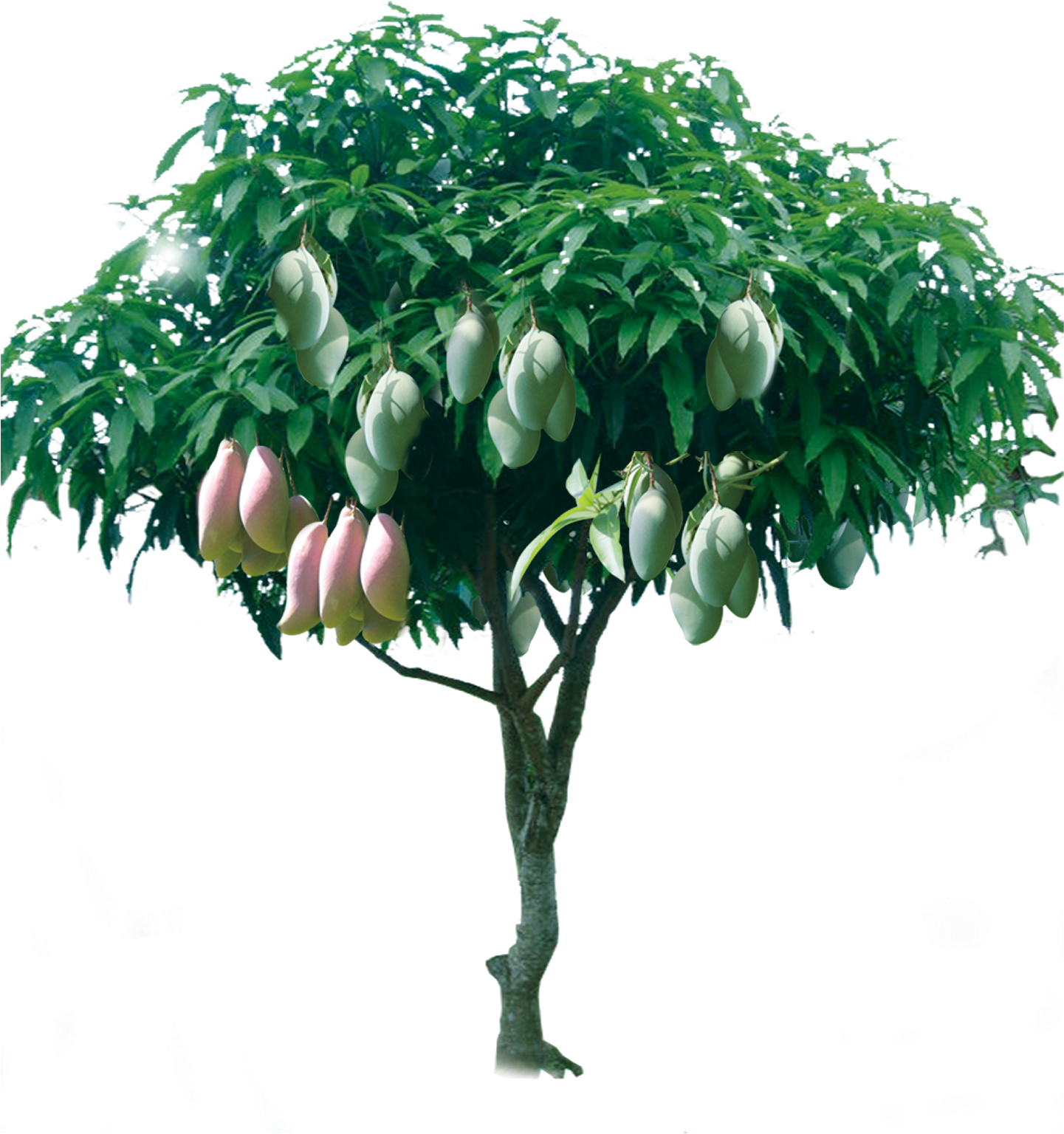 Mango Tree With Ripe Fruit PNG