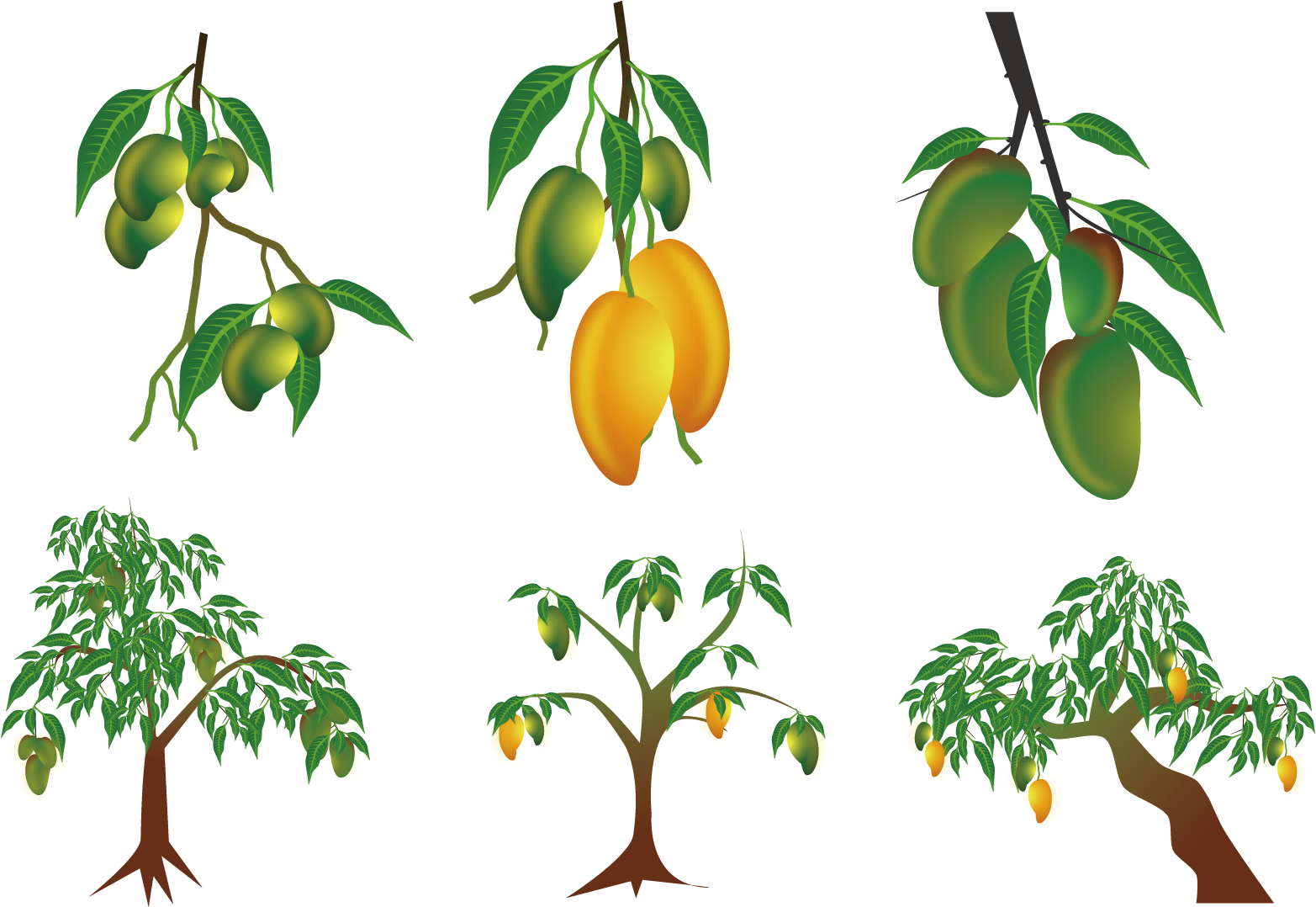 Mango Treeand Fruit Stages PNG