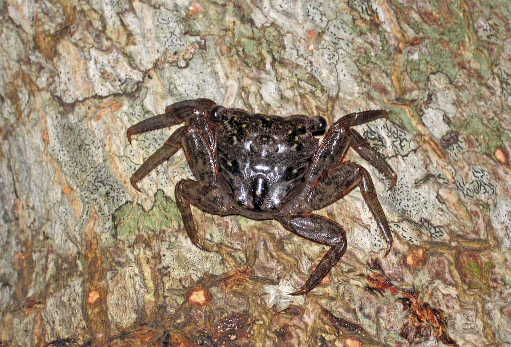 Mangrove Crab Camouflage Wallpaper