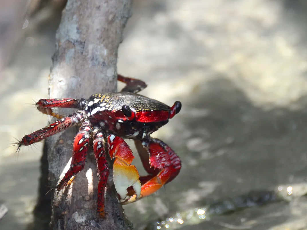 Mangrove Crab Climbing Wallpaper