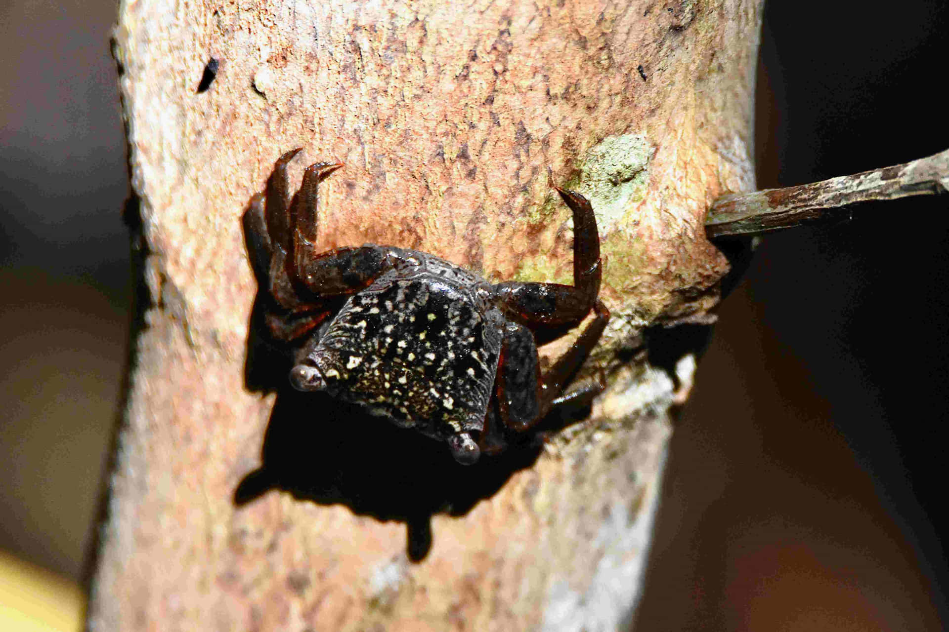 Mangrove Crab Clinging To Tree Wallpaper