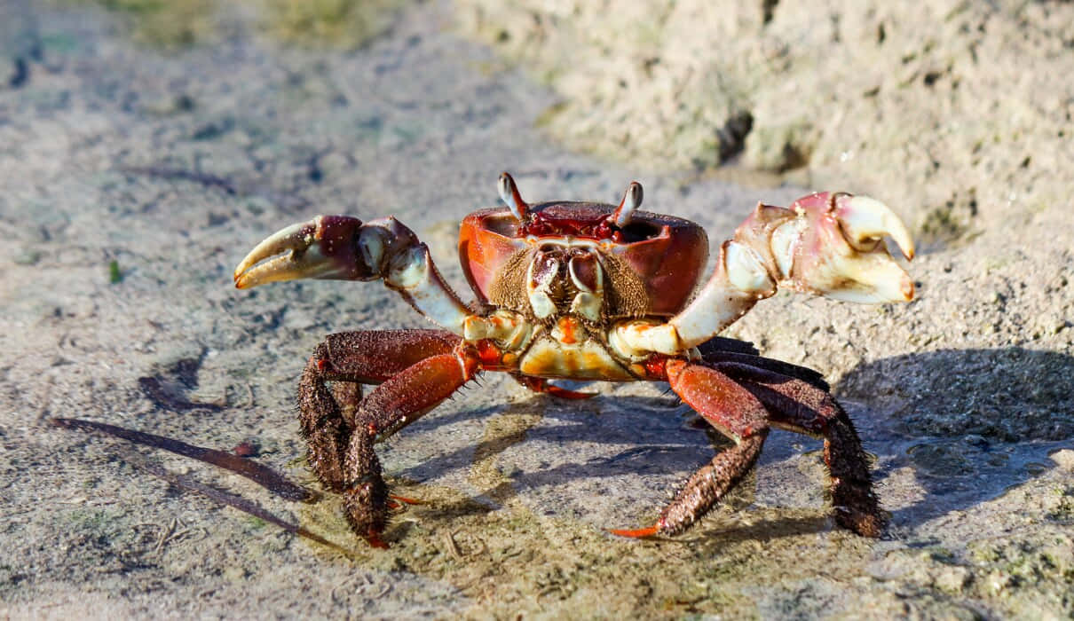 Mangrove Crab On Shore.jpg Wallpaper