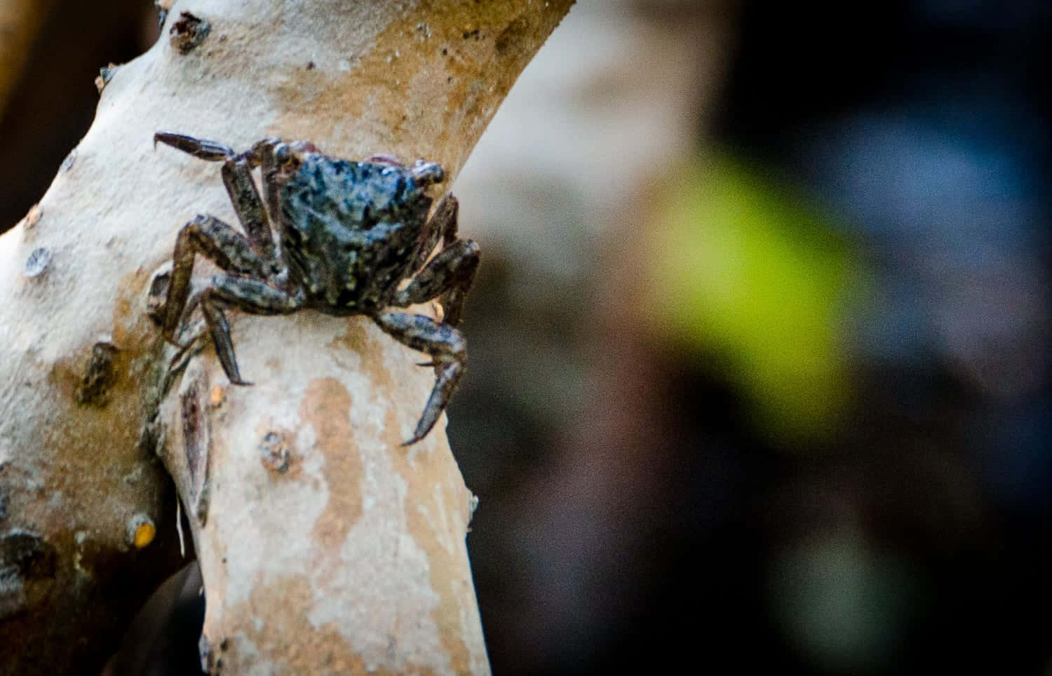 Mangrove_ Crab_ Perched_on_ Tree_ Branch Wallpaper