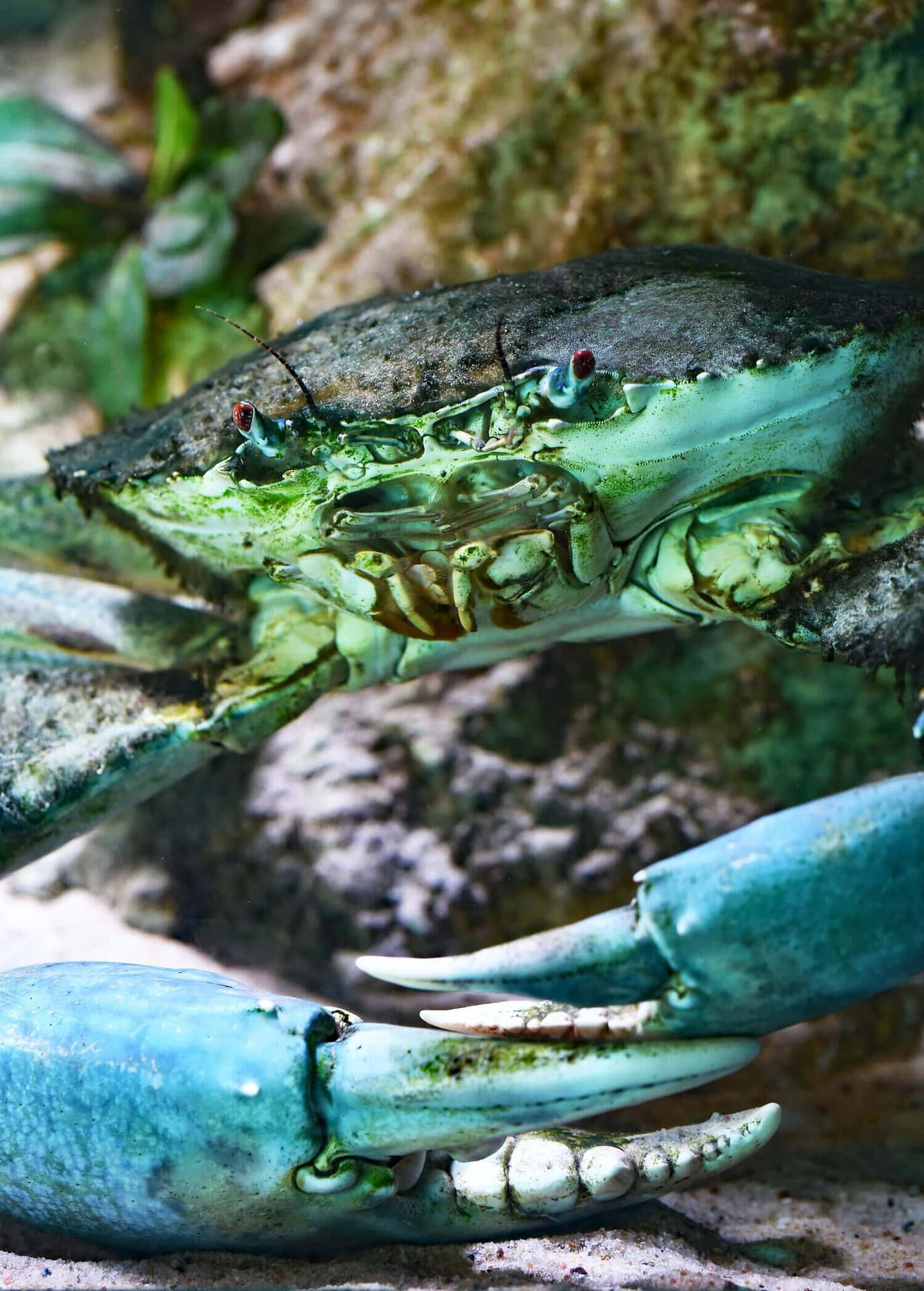 Mangrove Crab Vibrant Claws Wallpaper