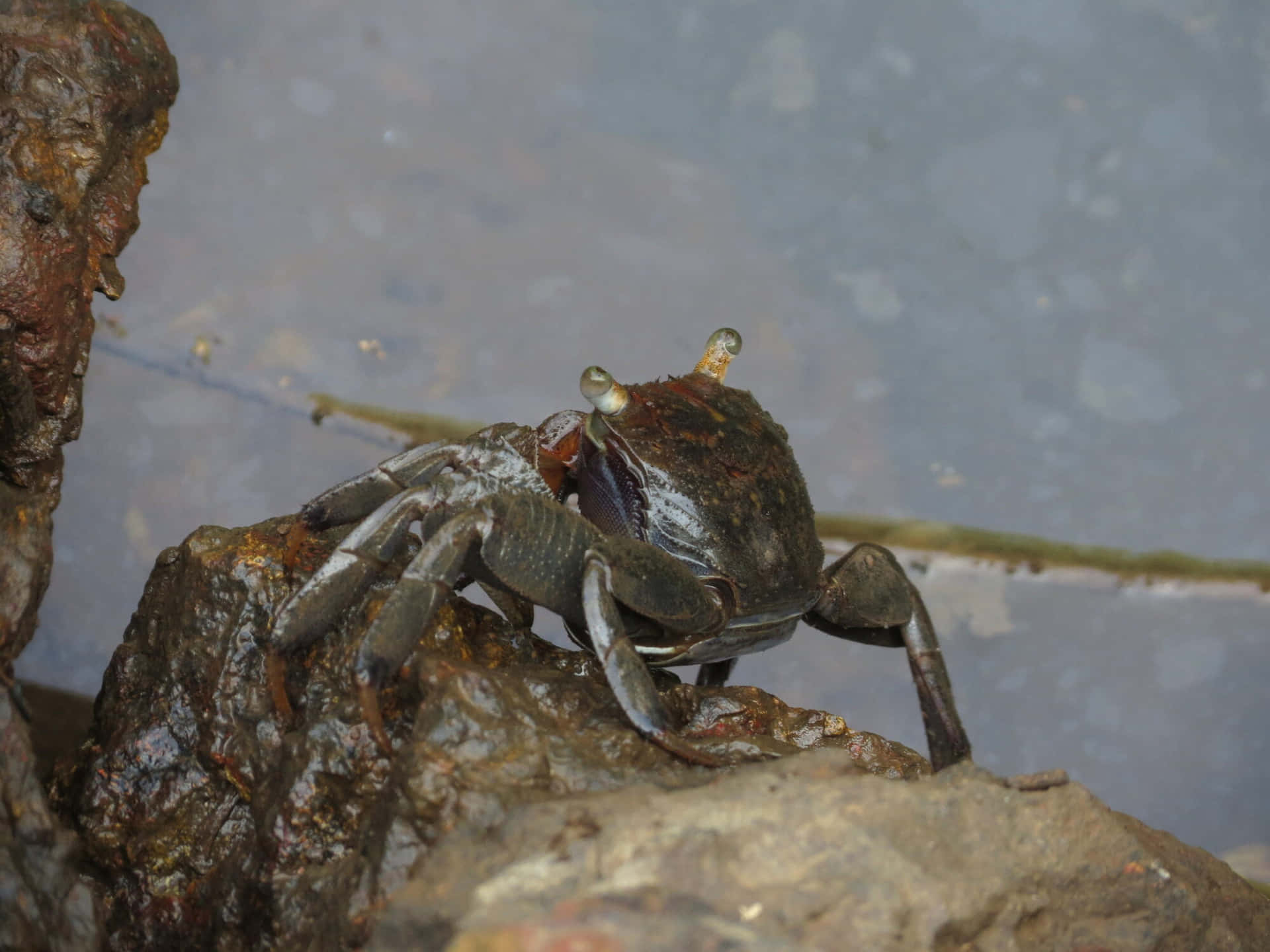 Mangrove Rapu Kivellä Taustakuva