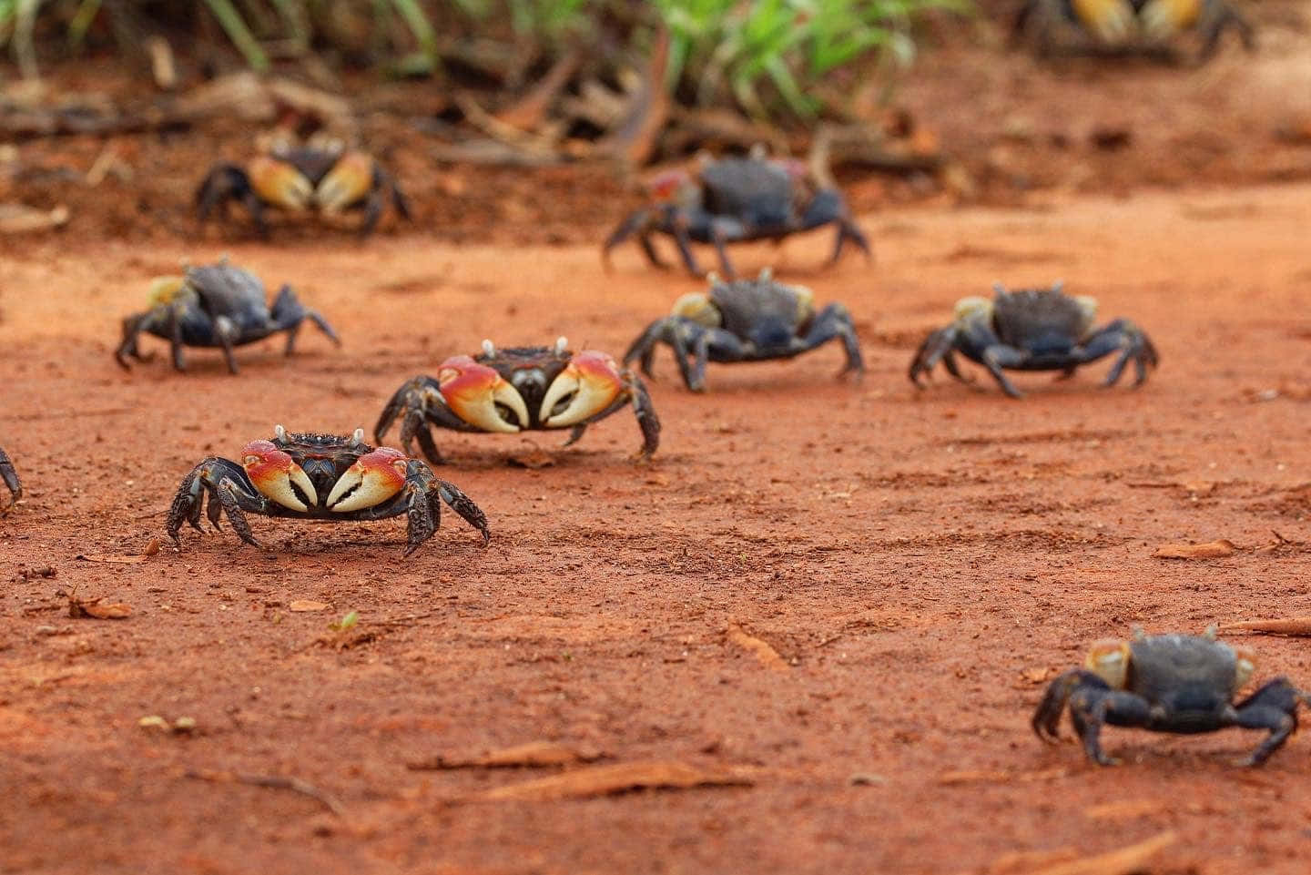 Mangrove_ Crabs_ Marching_on_ Sand Wallpaper