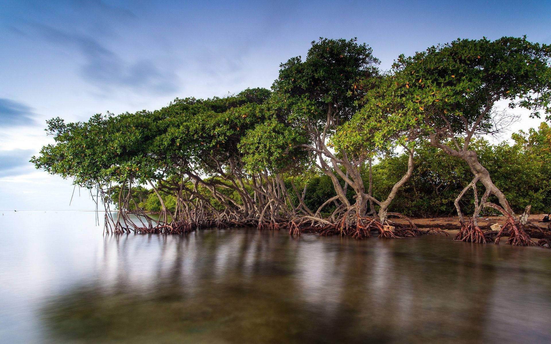 Mangroves On Tubalu Waters Wallpaper