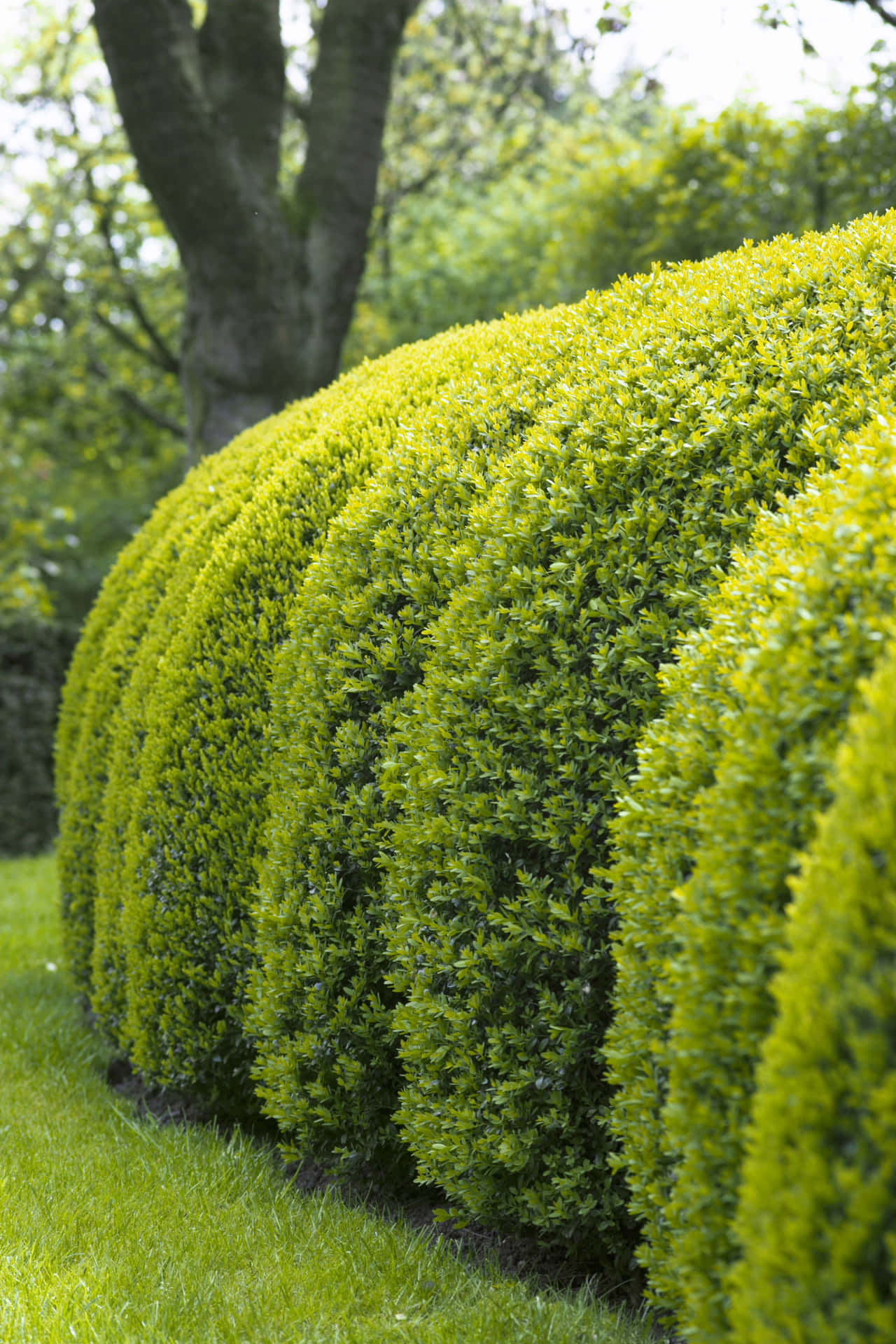 Manicured Broad Leaf Evergreen Bush Hedge Wallpaper