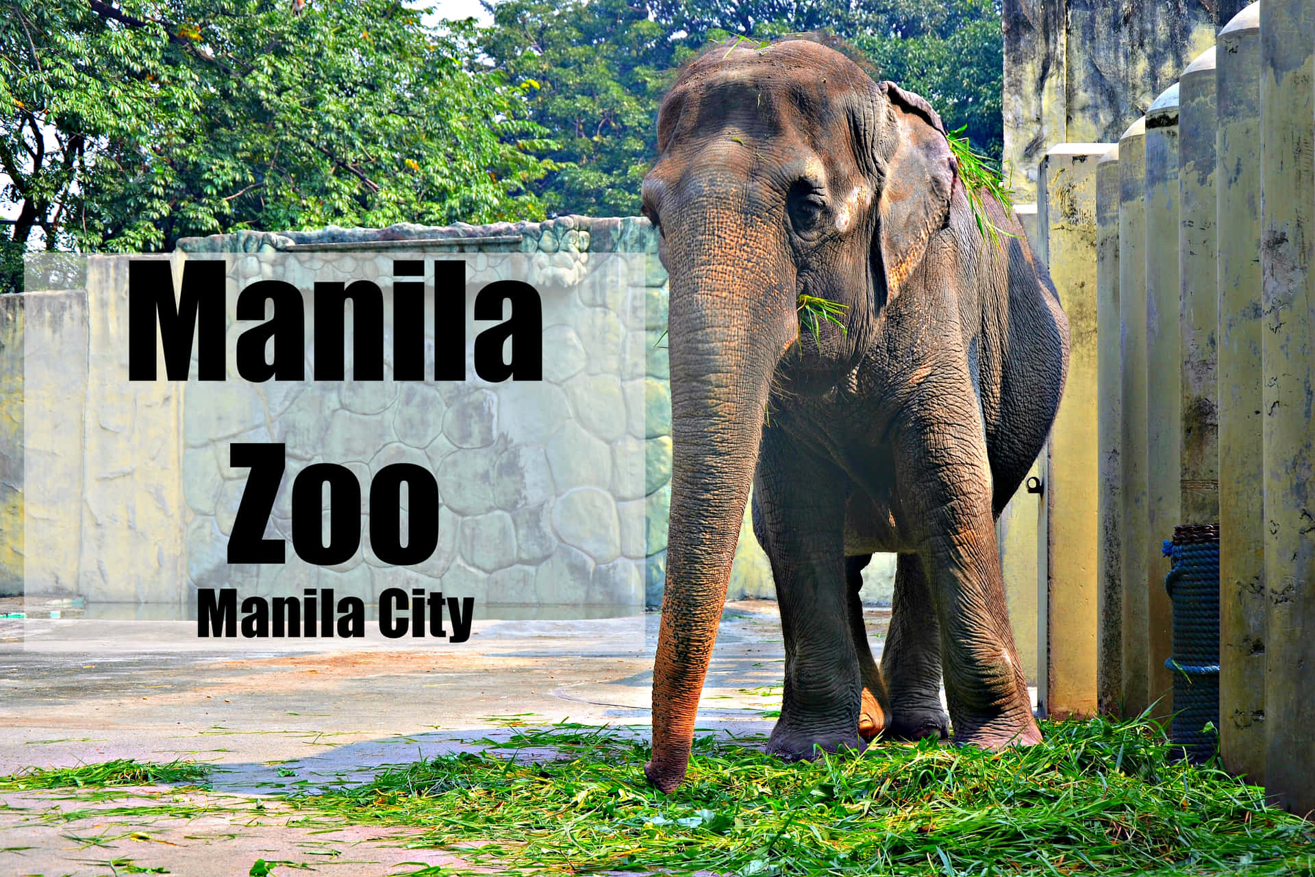 Billeder af elefanter fra Manila Zoo Dyr