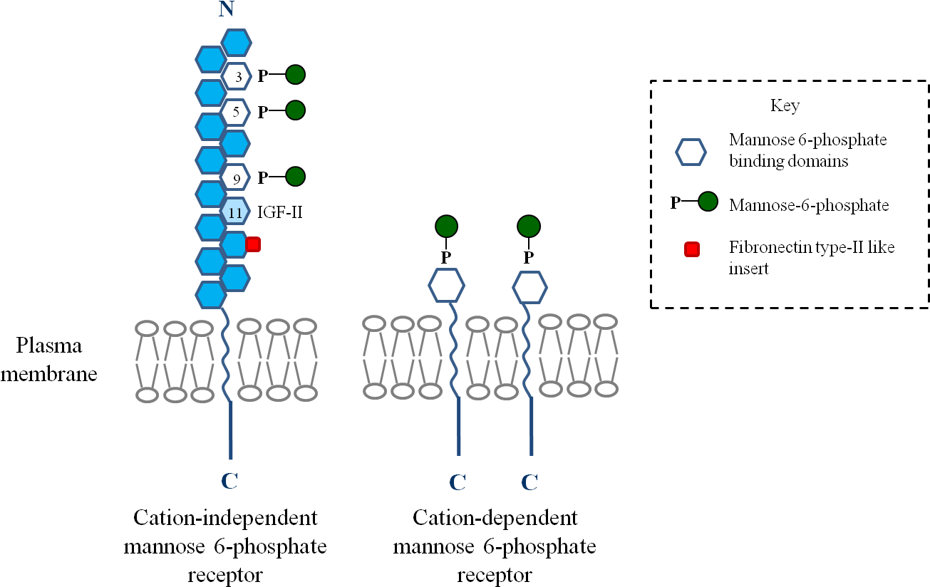 Mannose6 Phosphate Receptors Diagram PNG
