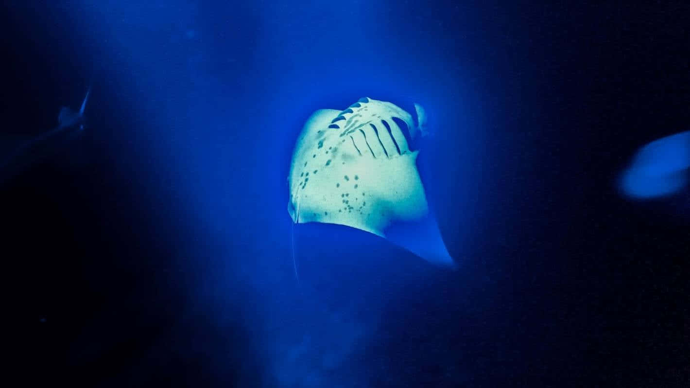 Manta Ray Gliding Through Blue Waters Wallpaper