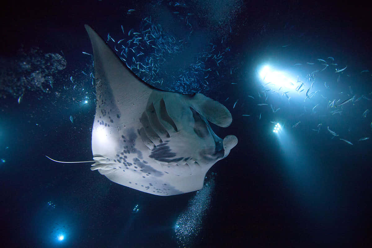 Manta Ray Night Swim Wallpaper