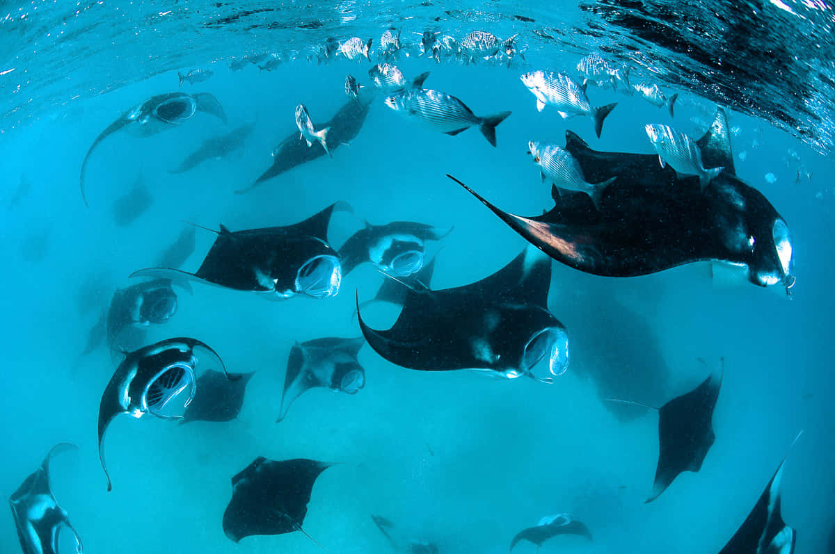 Manta Ray School Underwater Wallpaper