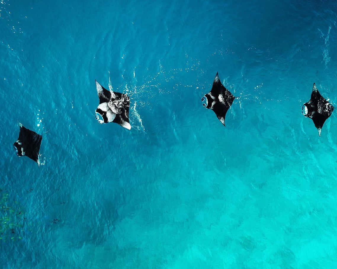 Manta Rays Gliding Over Reef Wallpaper